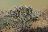 Goniolimon orae-syvashicae. Цветущее растение. Крым, зап. побережье, мыс Лукул. 1 июля 2010 г.