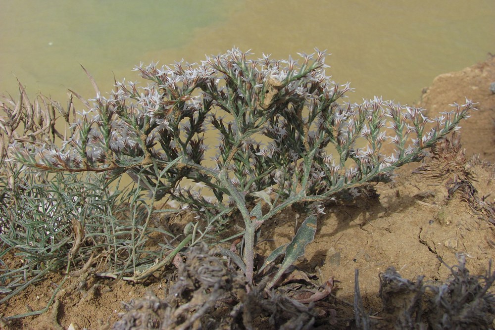 Image of Goniolimon orae-syvashicae specimen.