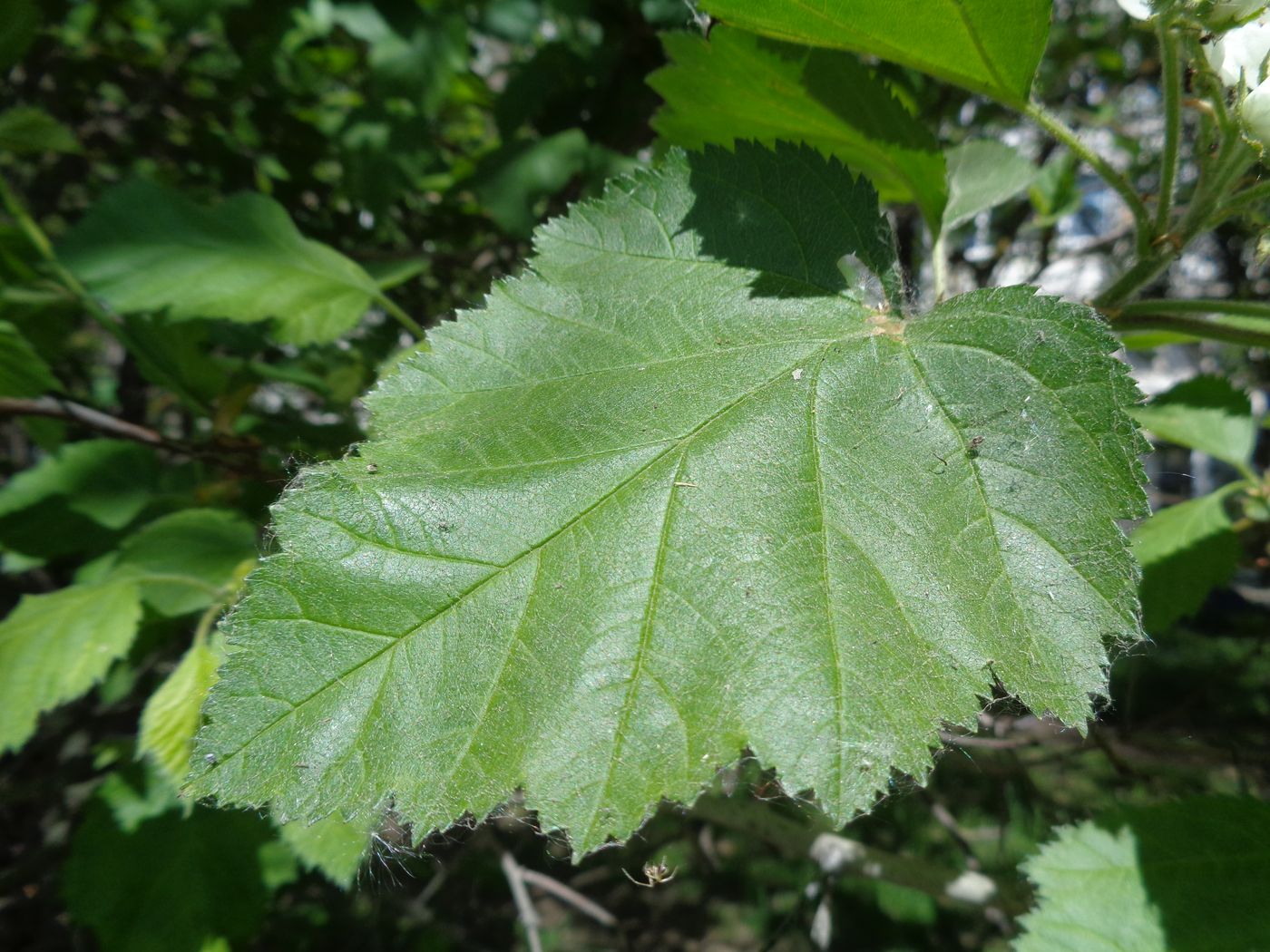 Image of Crataegus submollis specimen.