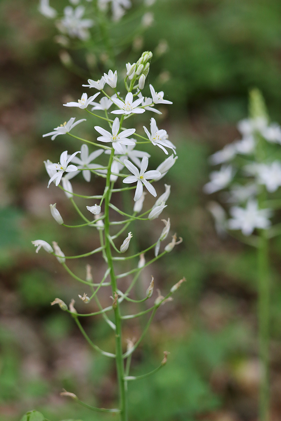 Image of Ornithogalum arcuatum specimen.
