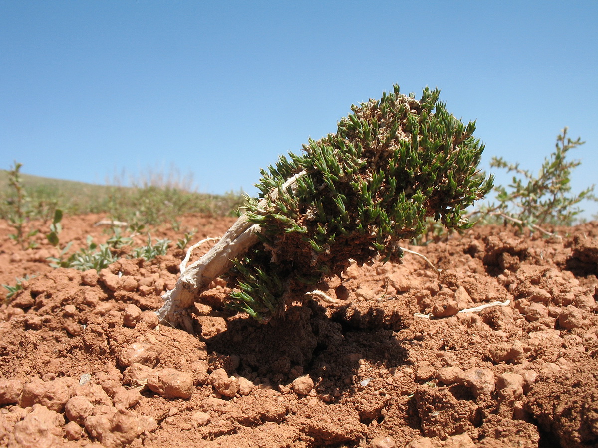 Image of Nanophyton erinaceum ssp. karataviense specimen.