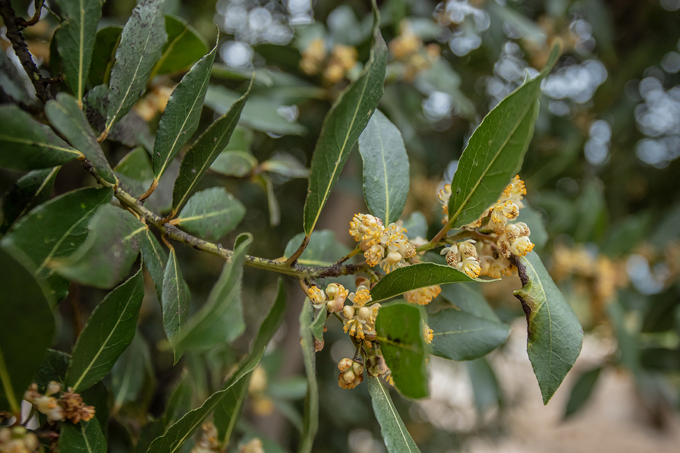 Изображение особи Laurus nobilis.