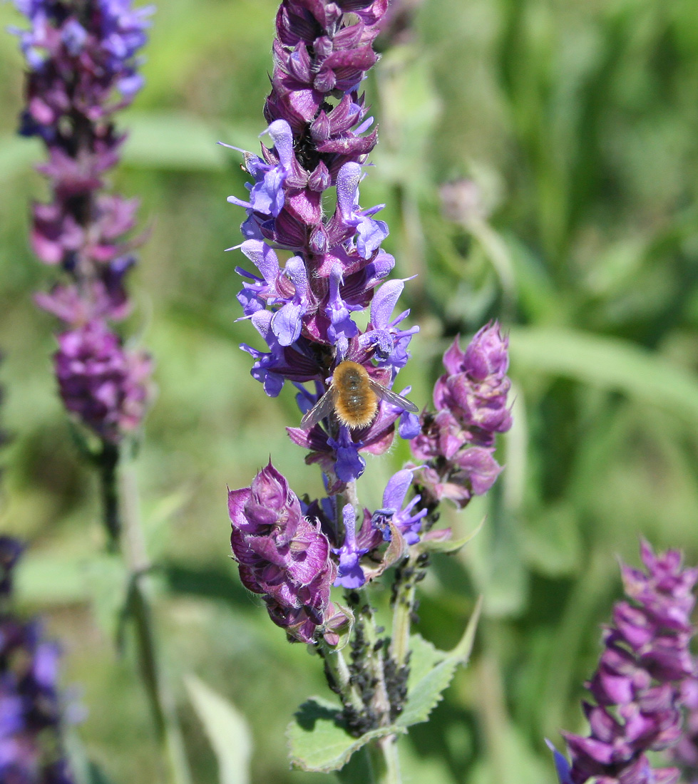 Изображение особи Salvia deserta.