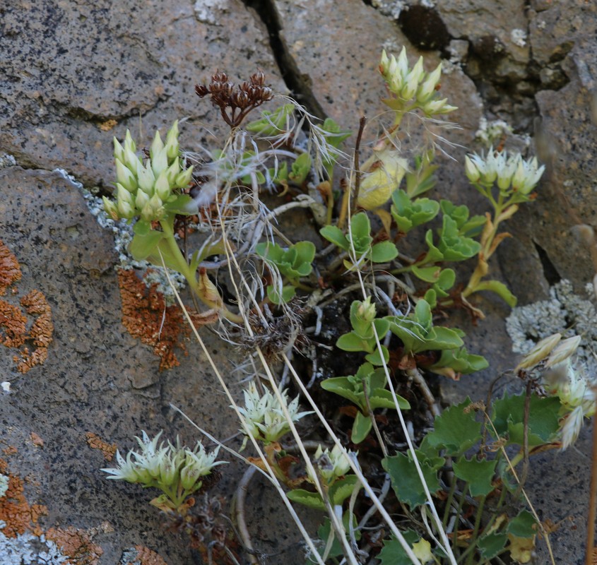 Image of Sedum oppositifolium specimen.