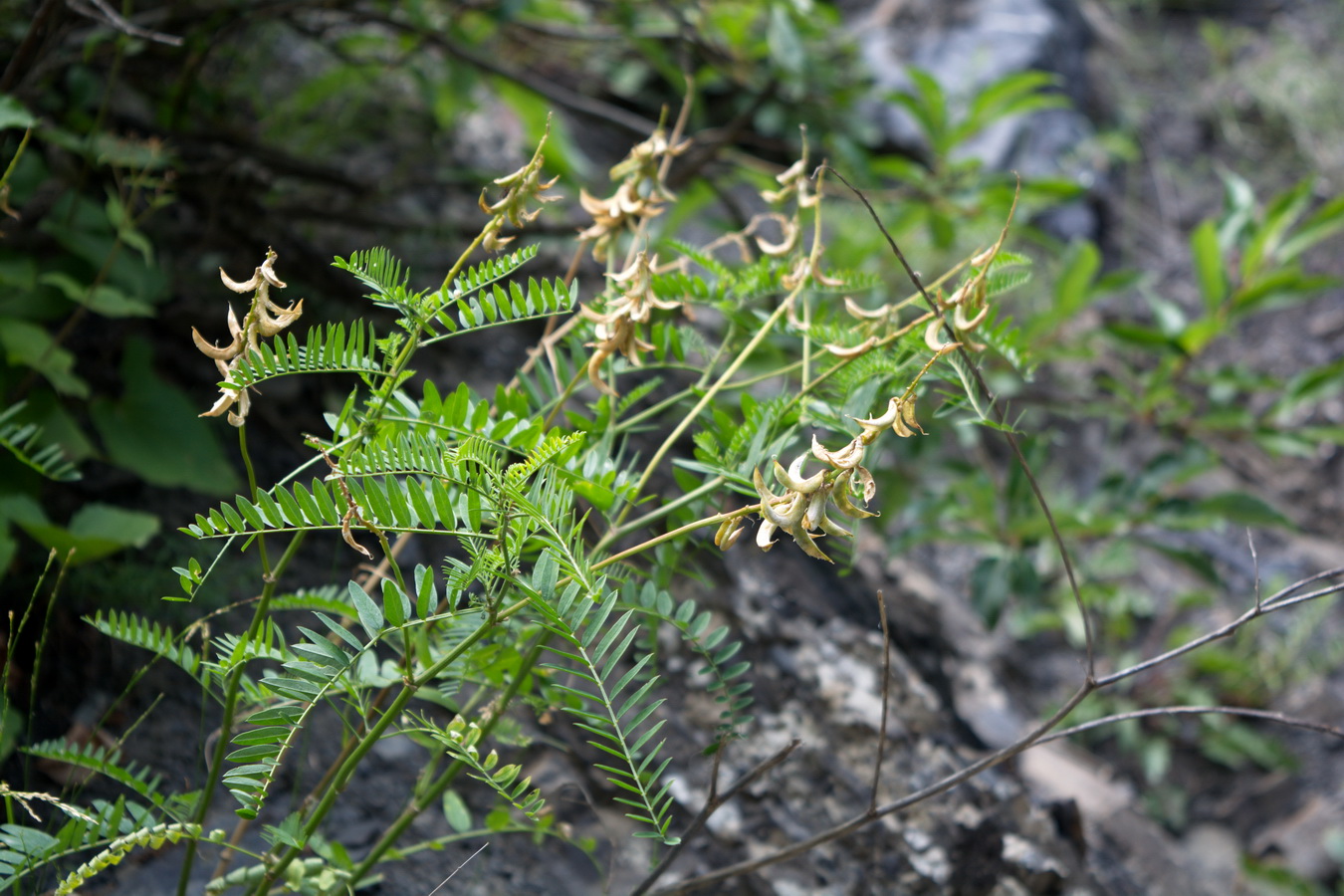 Изображение особи Astragalus falcatus.