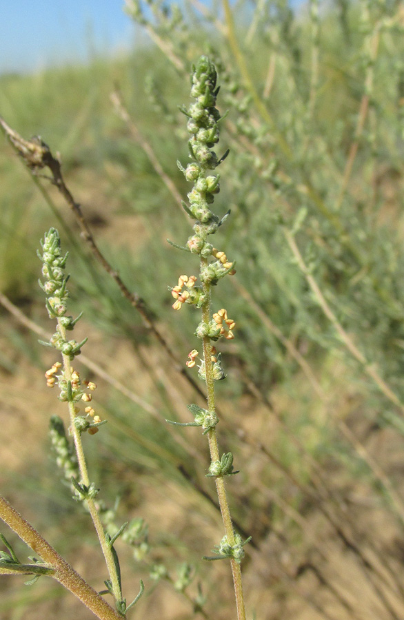 Image of Bassia prostrata specimen.