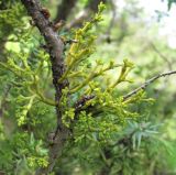 Arceuthobium oxycedri. Вегетирующее растение на ветви Juniperus oblonga. Дагестан, Левашинский р-н, окр. с. Цудахар, ок. 1200 м н.у.м., редколесье на склоне. 11.06.2019.