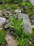 Primula bayernii