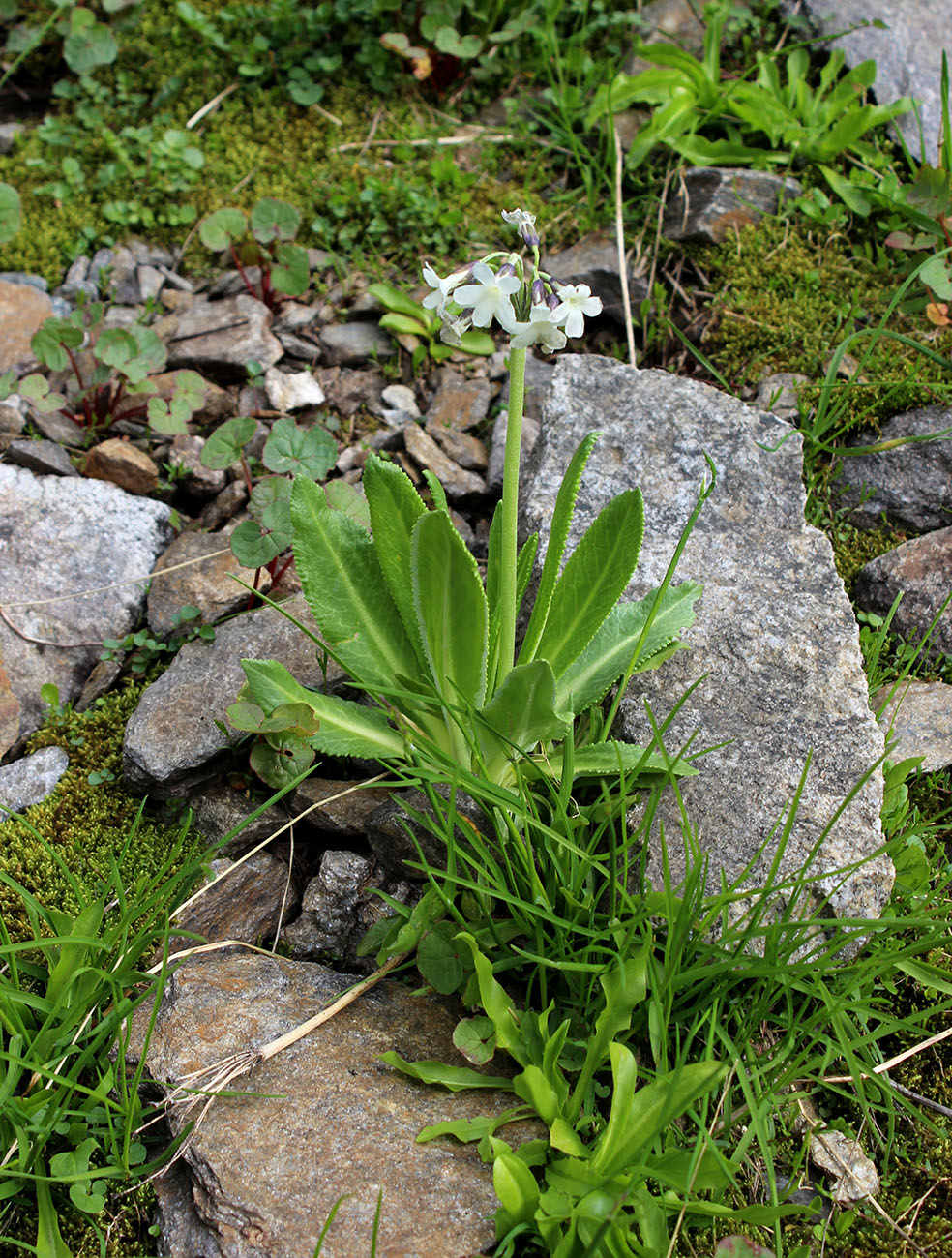 Image of Primula bayernii specimen.