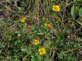 Inula britannica. Цветущие растения. Челябинская обл., Верхнеуфалейский гор. округ, гора Аракуль, ≈ 500 м н.у.м., луг на опушке березняка. 02.08.2019.