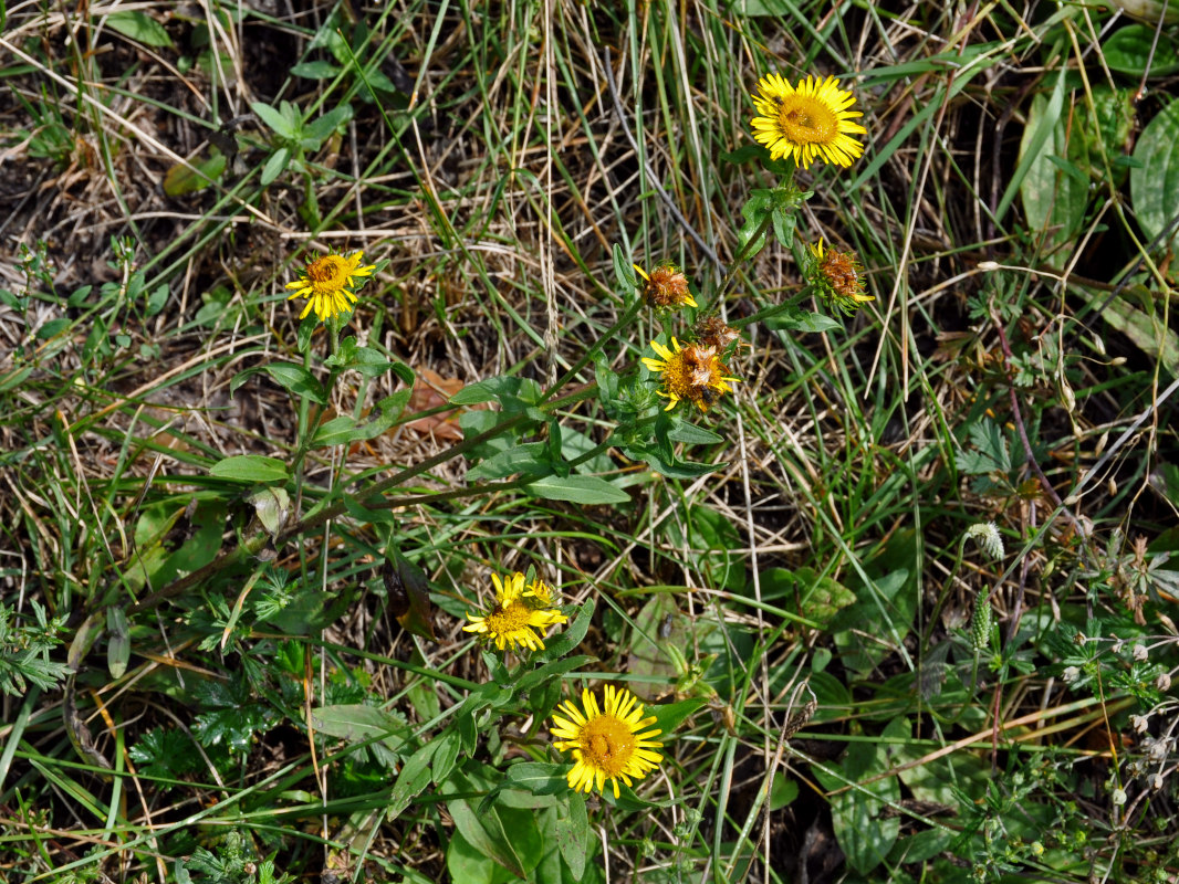 Изображение особи Inula britannica.