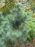 Pinus pumila