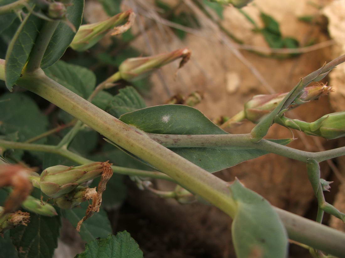 Изображение особи Lactuca tuberosa.