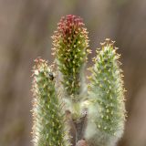 Salix lanata