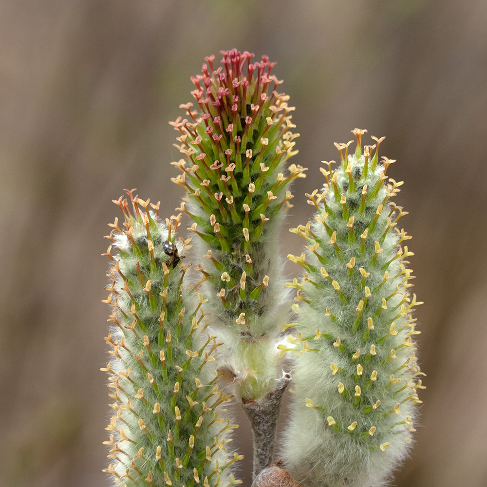 Image of Salix lanata specimen.