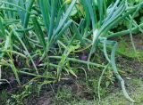 Allium cepa