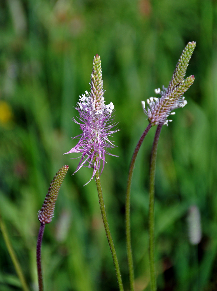 Изображение особи Plantago media.