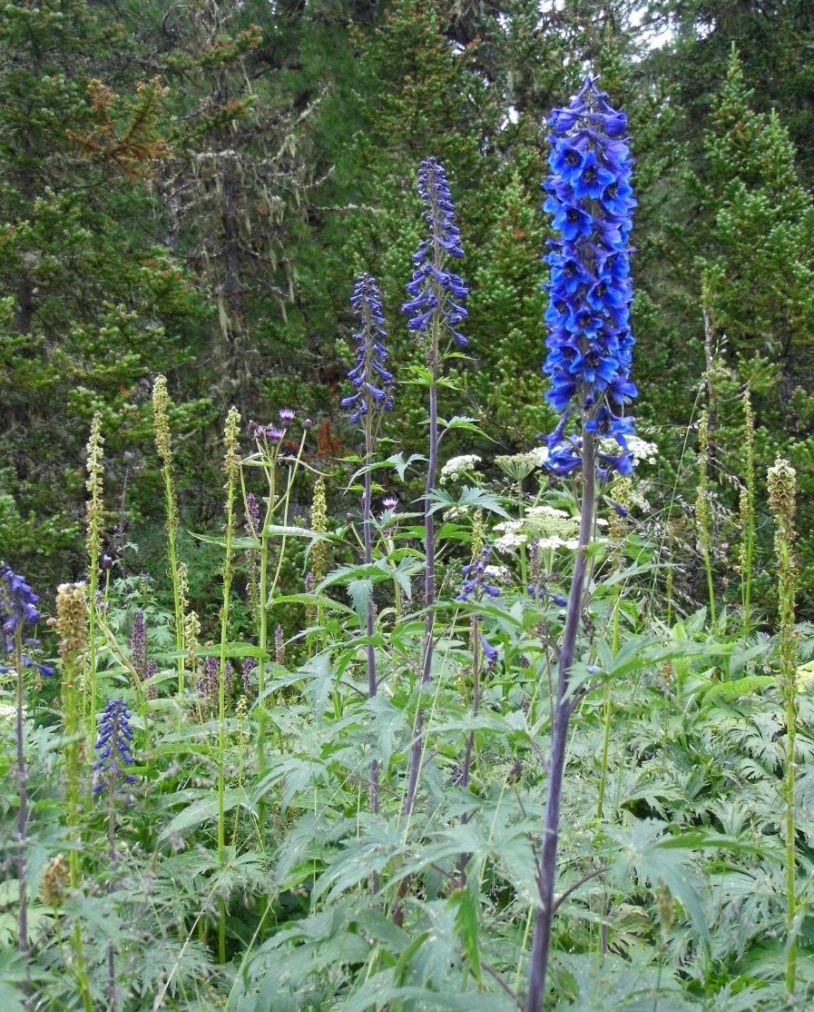 Image of Delphinium elatum specimen.