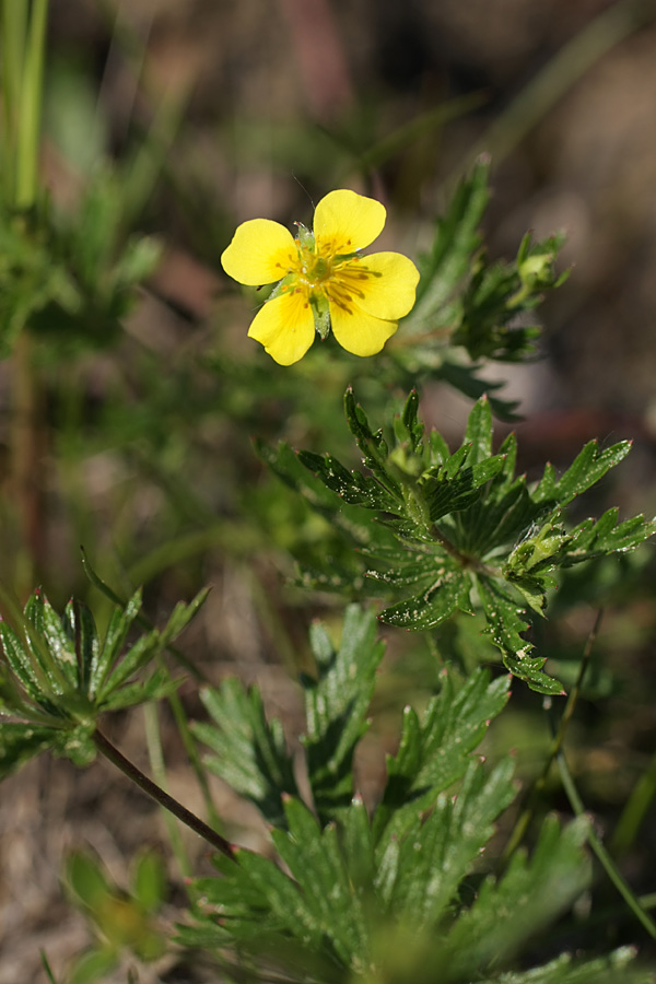 Image of Potentilla erecta specimen.