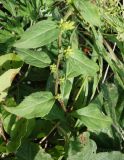 Solidago cuprea