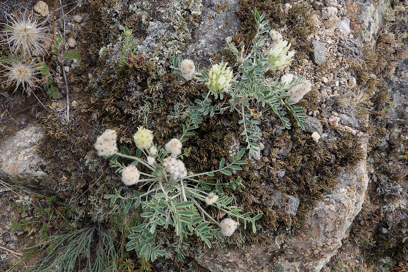 Изображение особи Astragalus lupulinus.