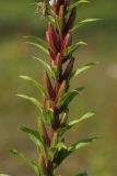 Oenothera rubricaulis. Часть стебля с завязавшимися плодами. Тверская обл., Осташковский р-н, окр. дер. Кравотынь, рядом с дорогой на песчаной почве. 18.07.2019.