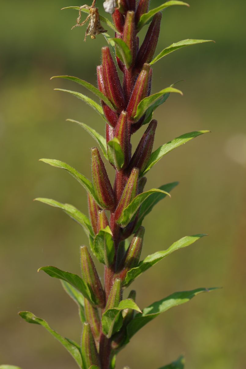 Image of Oenothera rubricaulis specimen.