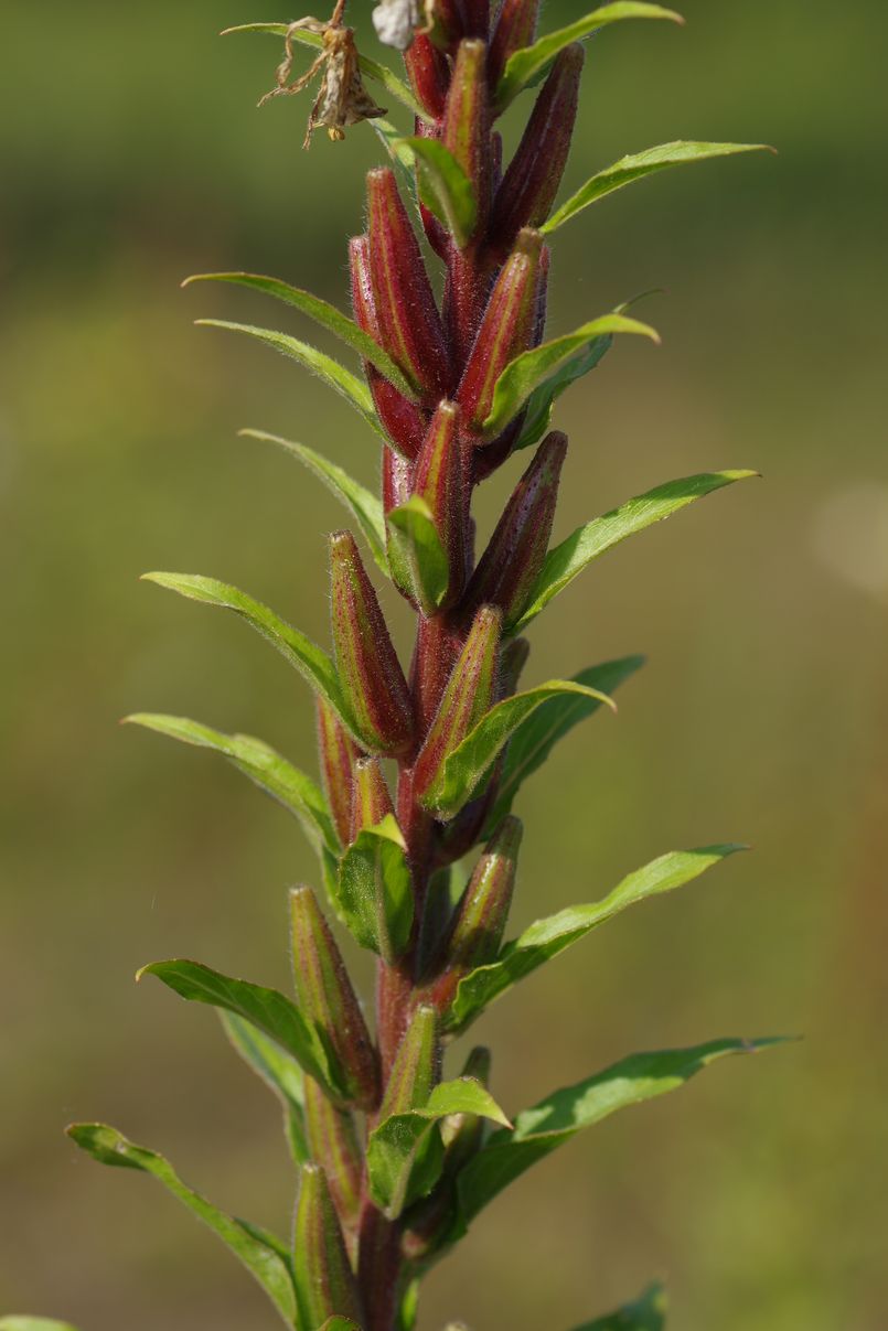 Изображение особи Oenothera rubricaulis.