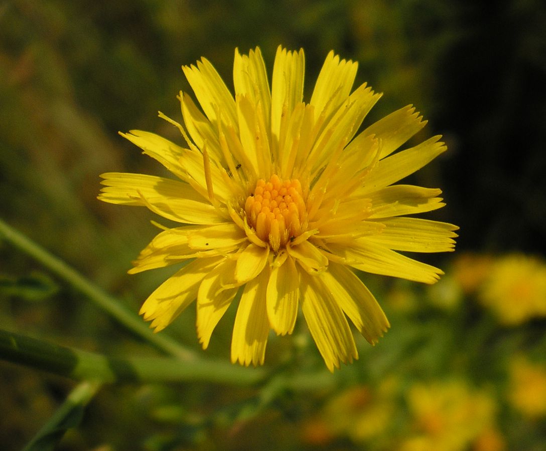 Image of Hieracium filifolium specimen.