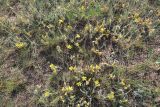 Cymbaria daurica. Аспект цветущих растений. Иркутская обл., Ольхонский р-н, окр. с. Сахюрта, Тутайский залив оз. Байкал, береговой склон, степь. 12.07.2019.