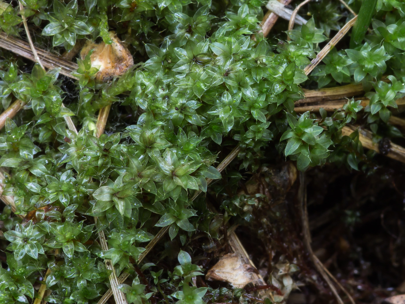 Image of genus Bryum specimen.