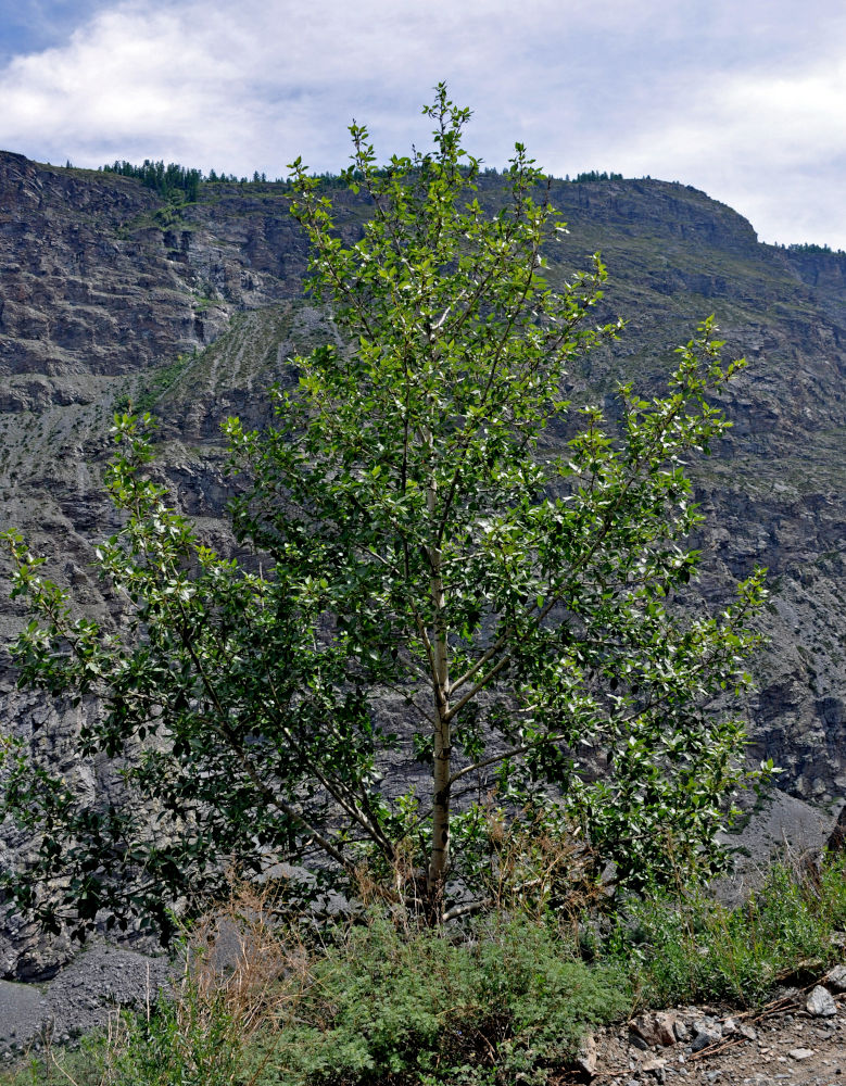 Image of Populus laurifolia specimen.