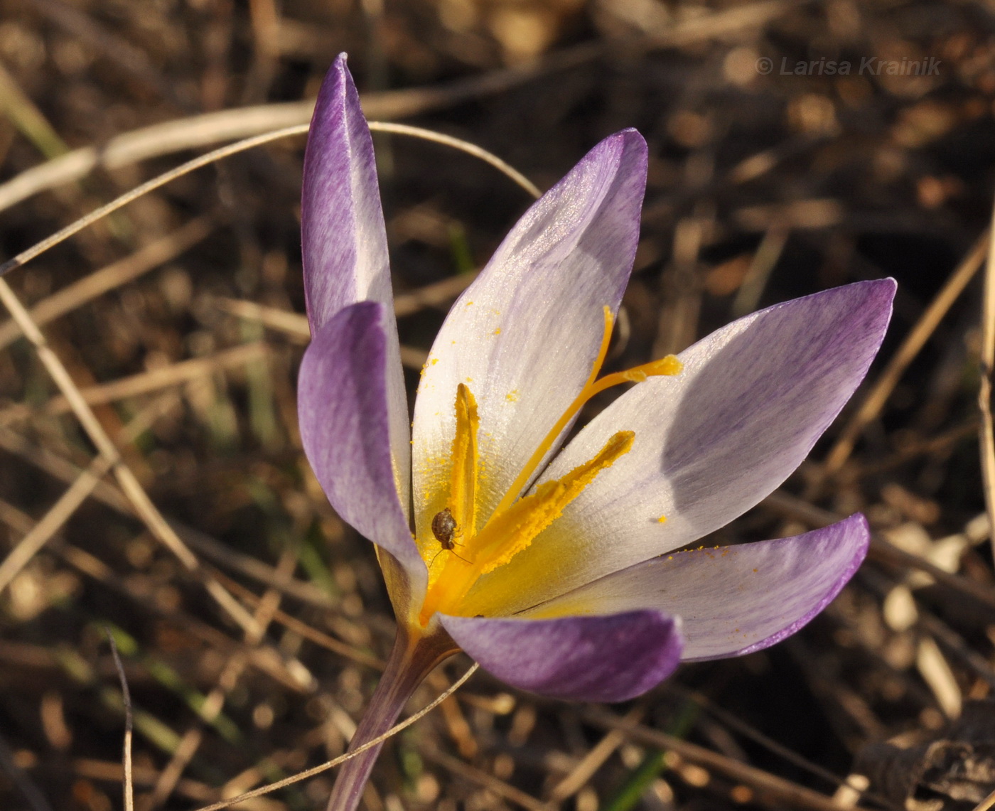 Image of Crocus tauricus specimen.