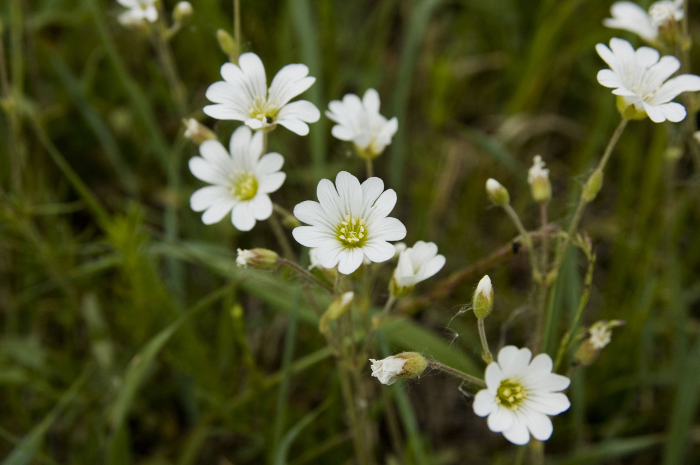 Изображение особи Cerastium arvense.