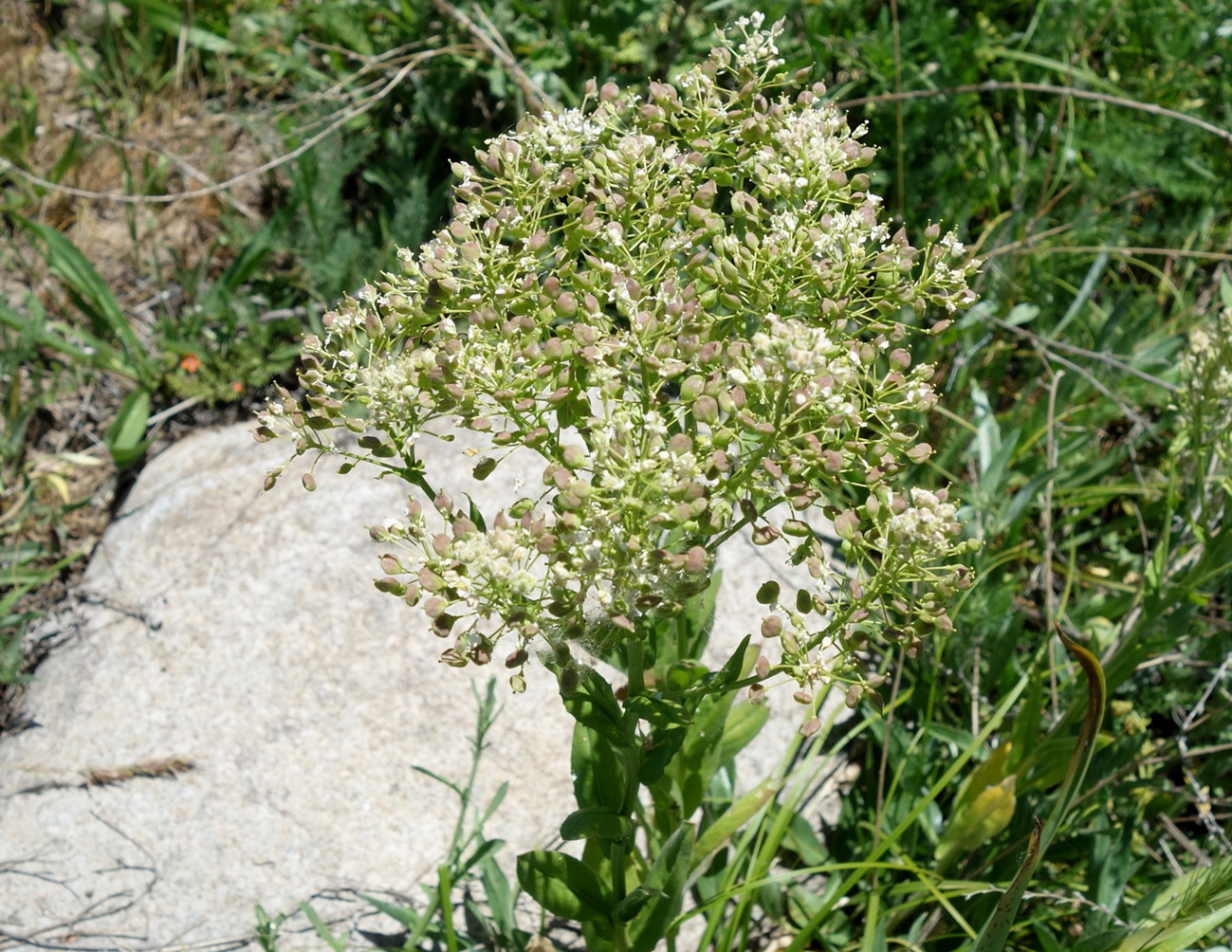 Image of Cardaria repens specimen.