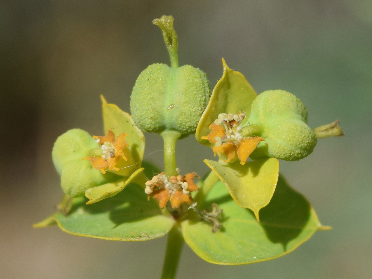 Изображение особи Euphorbia jaxartica.
