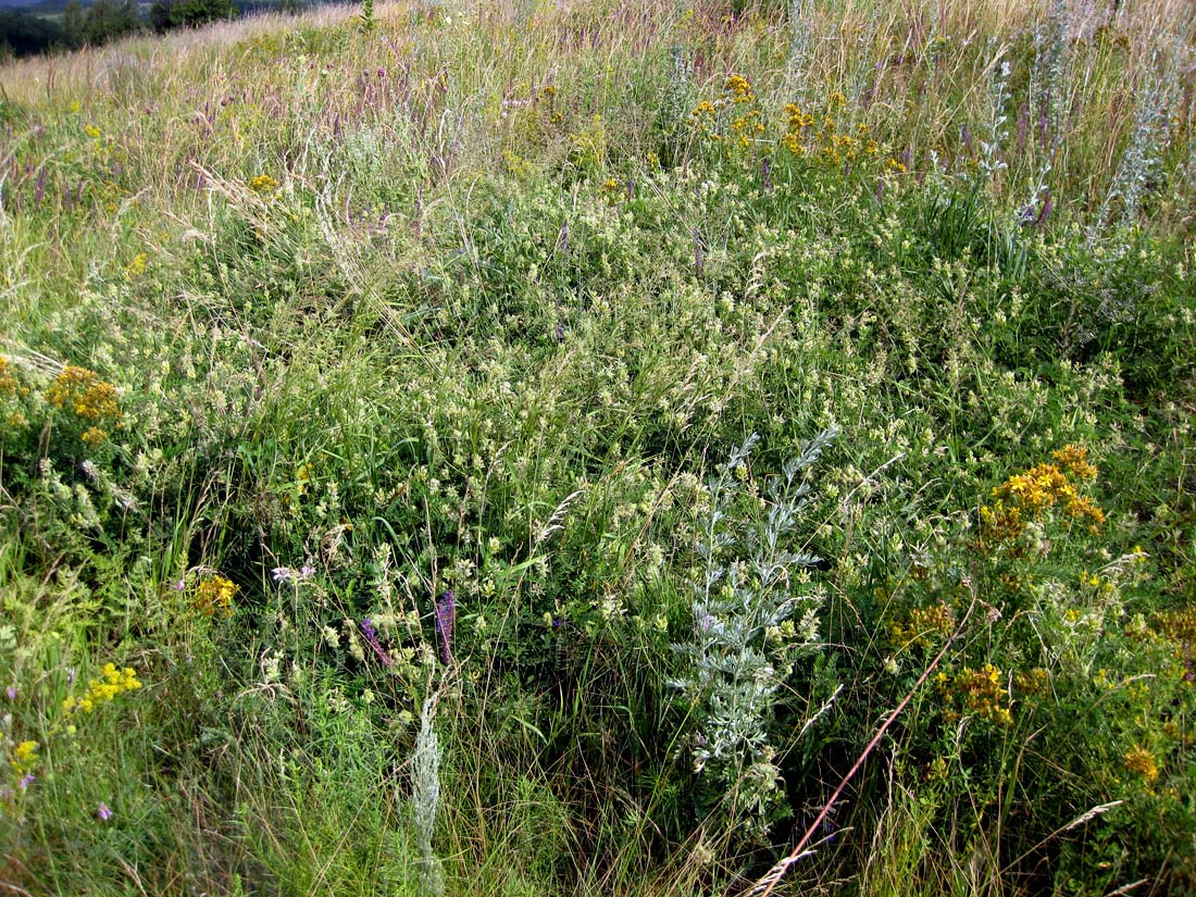 Image of Astragalus cicer specimen.