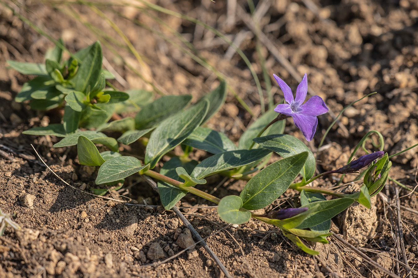 Image of Vinca herbacea specimen.