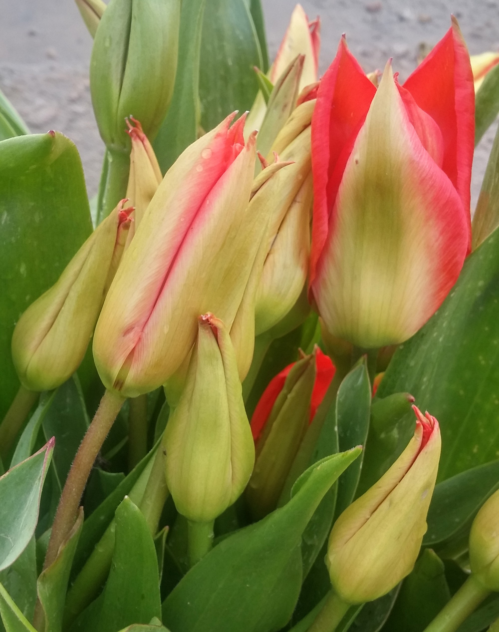 Image of Tulipa fosteriana specimen.