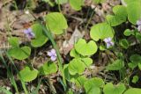 Viola epipsila