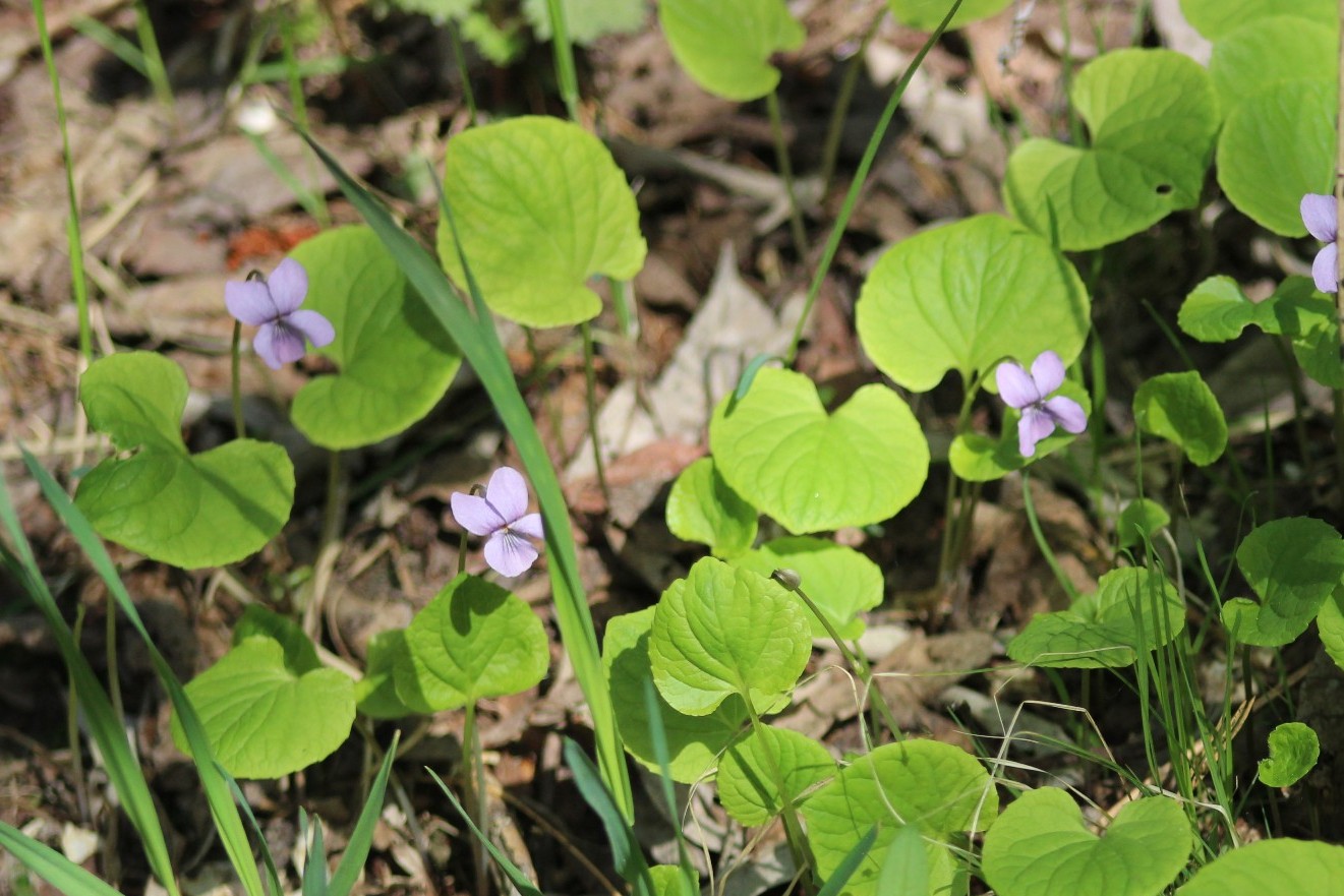 Изображение особи Viola epipsila.