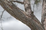 Vachellia erioloba