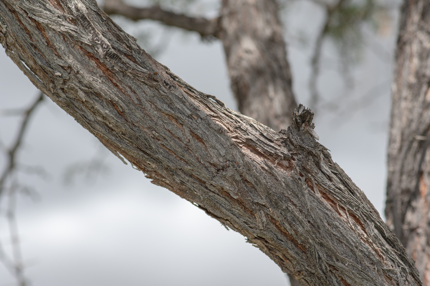Image of Vachellia erioloba specimen.