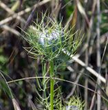 Nigella damascena