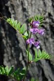 Vicia sepium. Верхушка цветущего растения. Республика Адыгея, г. Майкоп, южная окраина (северная окраина пос. Краснооктябрьский), недалеко от устья р. Курджипс, луг. 30.05.2020.