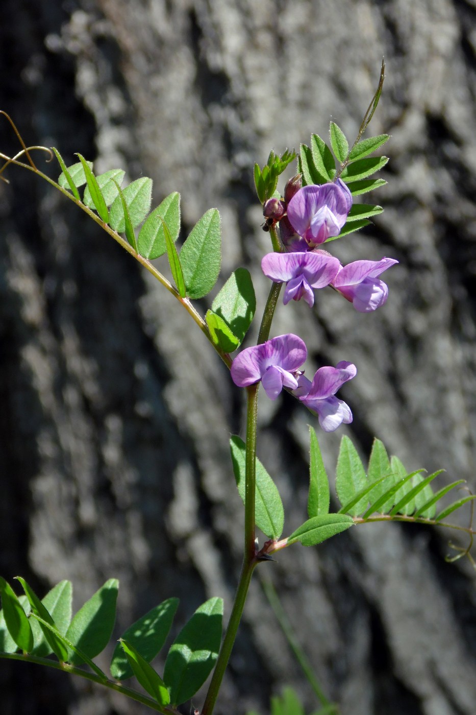 Изображение особи Vicia sepium.