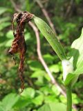 Cypripedium calceolus. Незрелый плод. Архангельская обл., Вельский р-н, окр. пос. Усть-Шоноша, болотистый лес. 27 июня 2010 г.