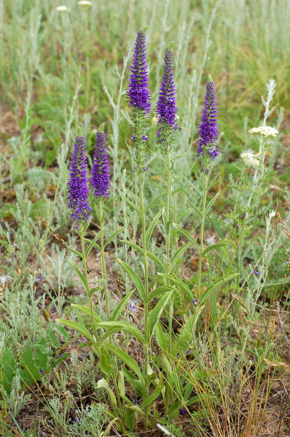 Image of Veronica spicata specimen.