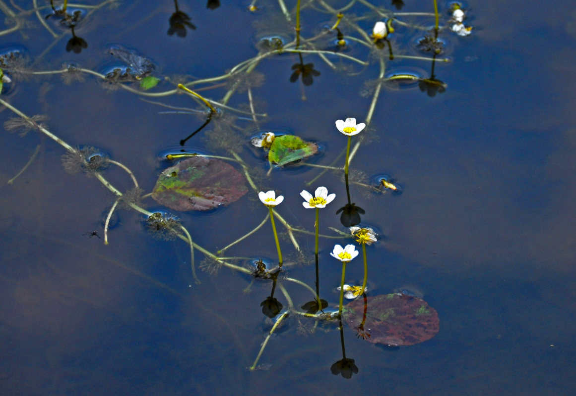 Image of Ranunculus circinatus specimen.