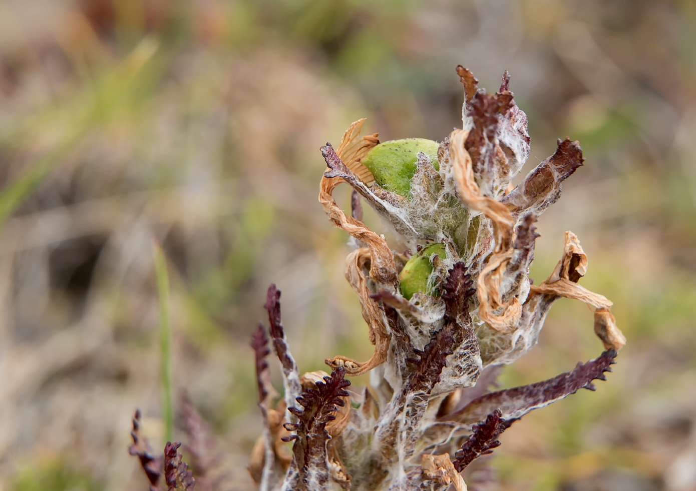 Image of Pedicularis alopecuroides specimen.